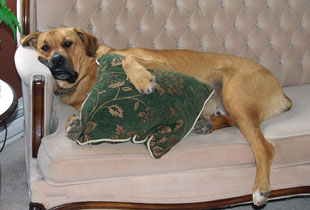 Upholstery Cleaning